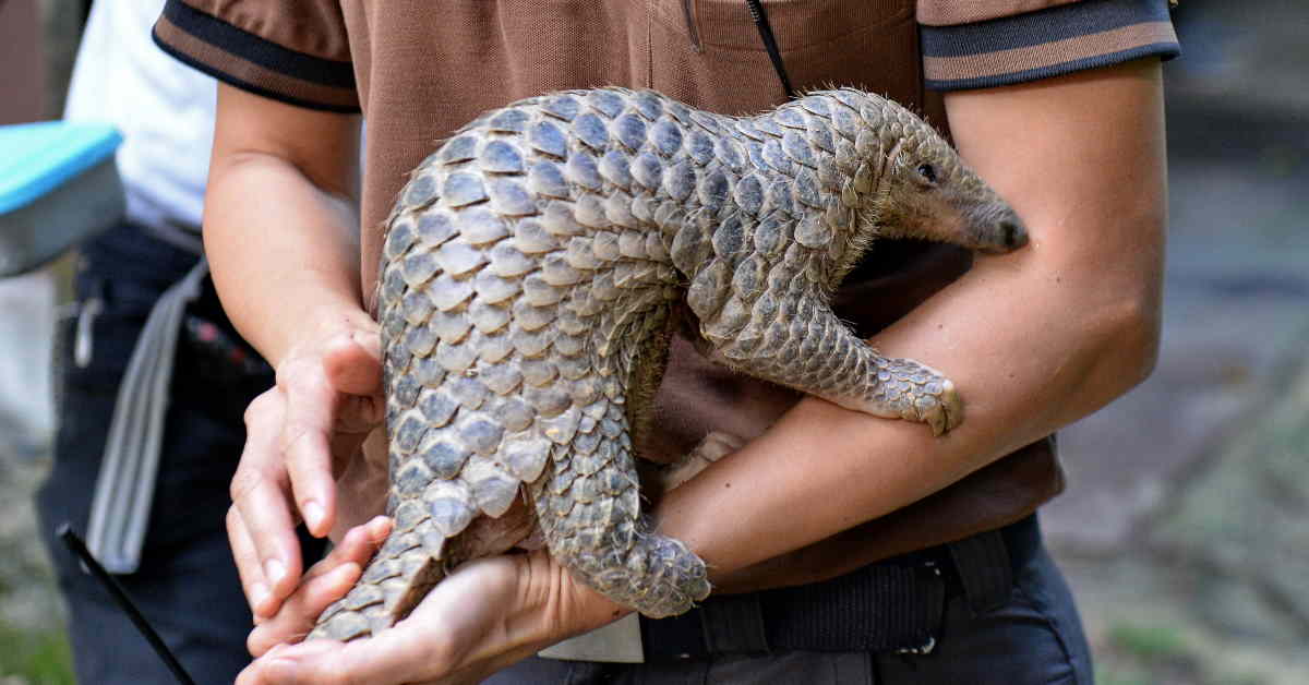 Pangolin Scales Trade In ASEAN The ASEAN Post